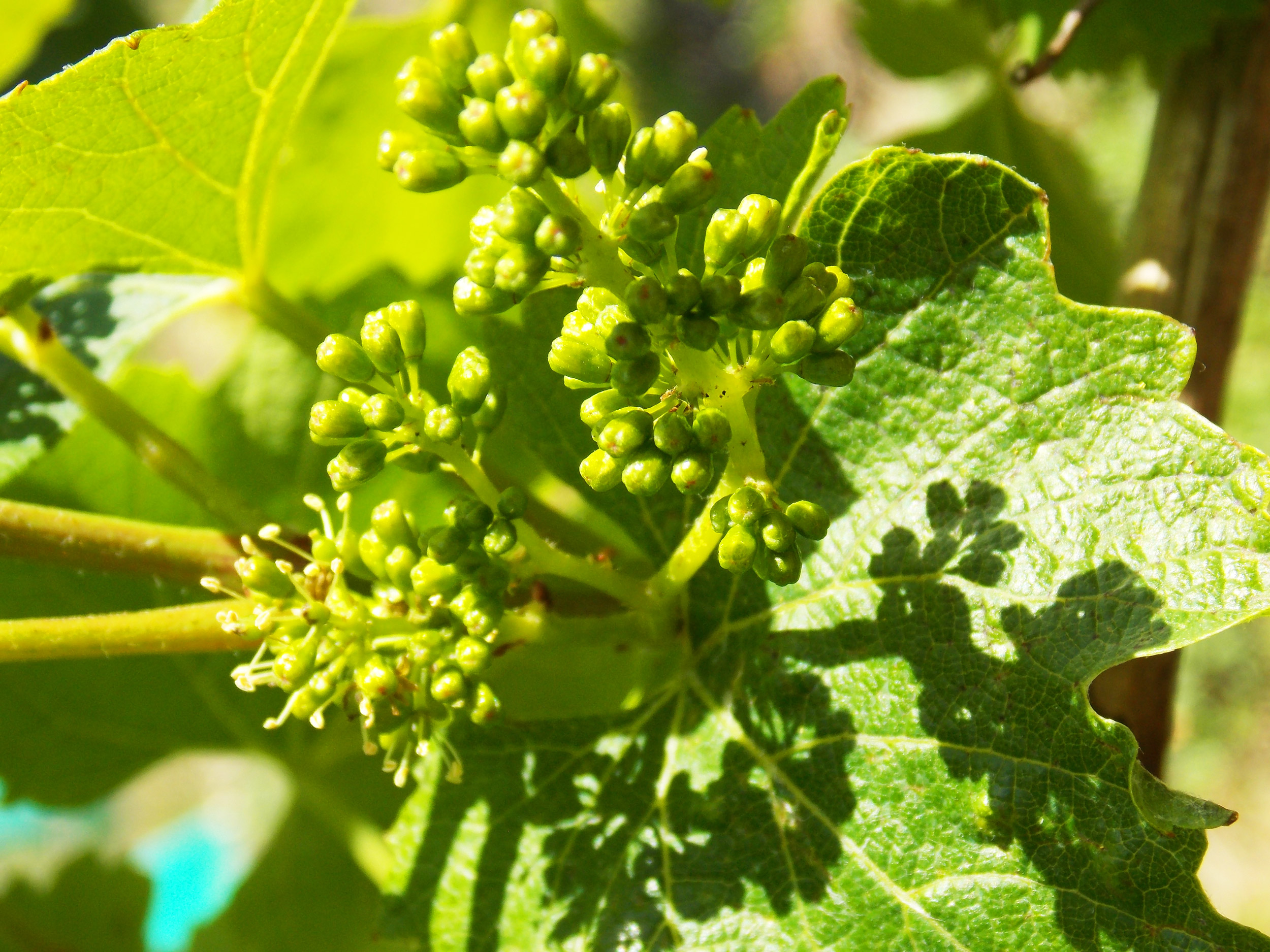 Image-vins-de-valencay-nos-vignerons