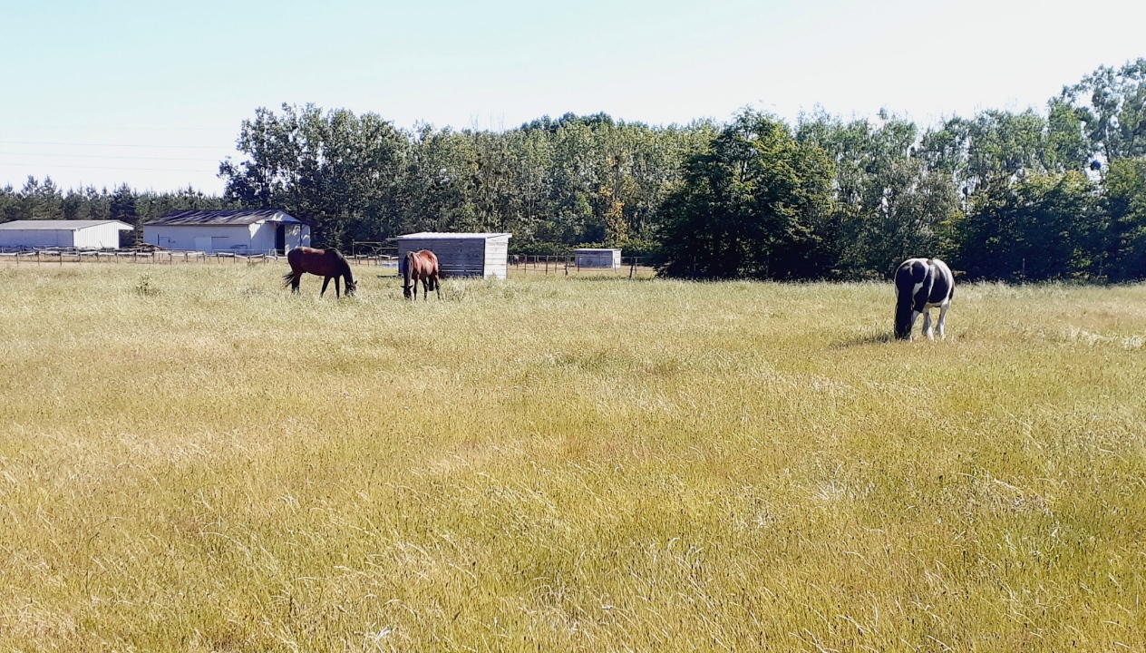 Ben-ulcain-marlim-pre-herbe-20240611 100420