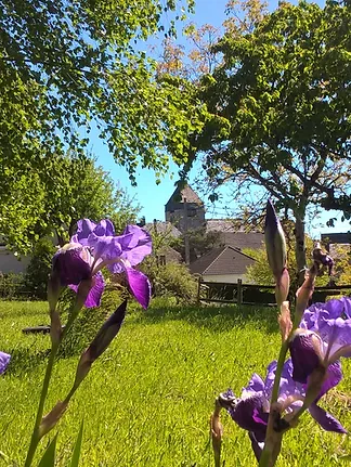 Sexcles iris