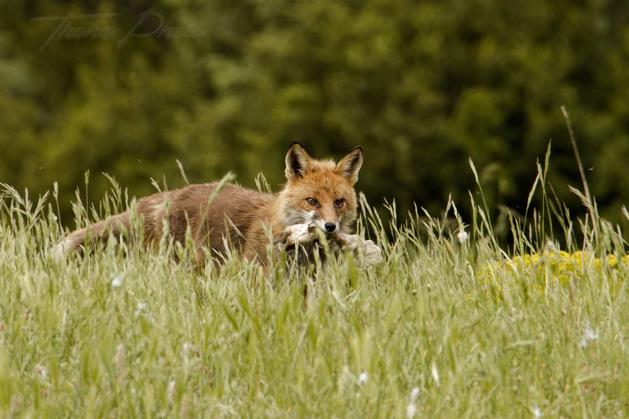 Renard 2024 06 10 ordesa 2024 06 00724f