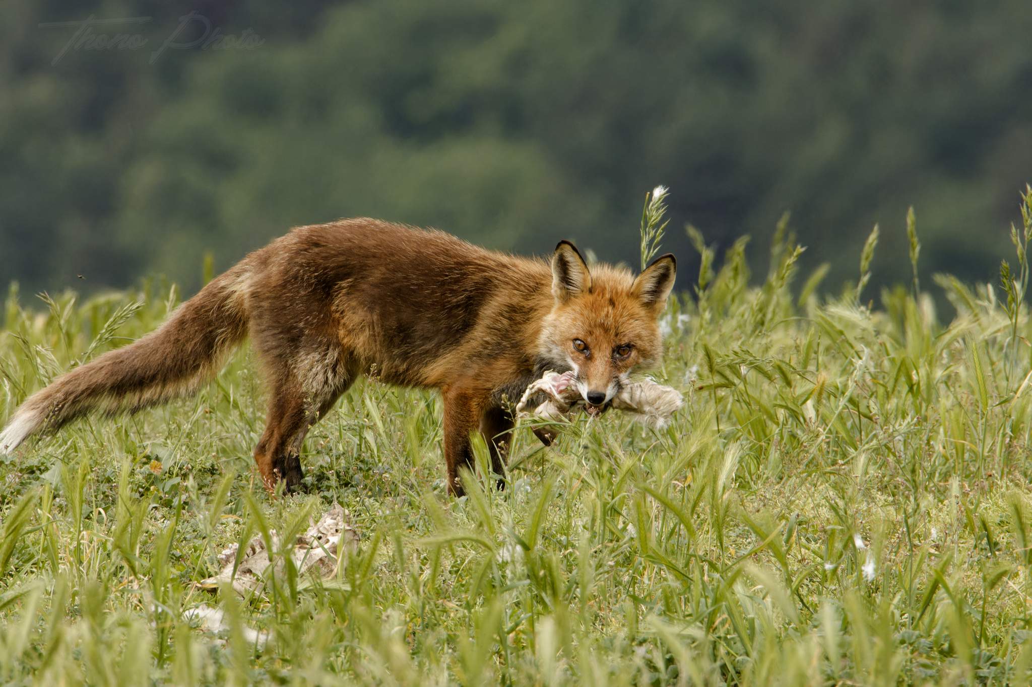 Renard 2024 06 10 ordesa 2024 06 00723f