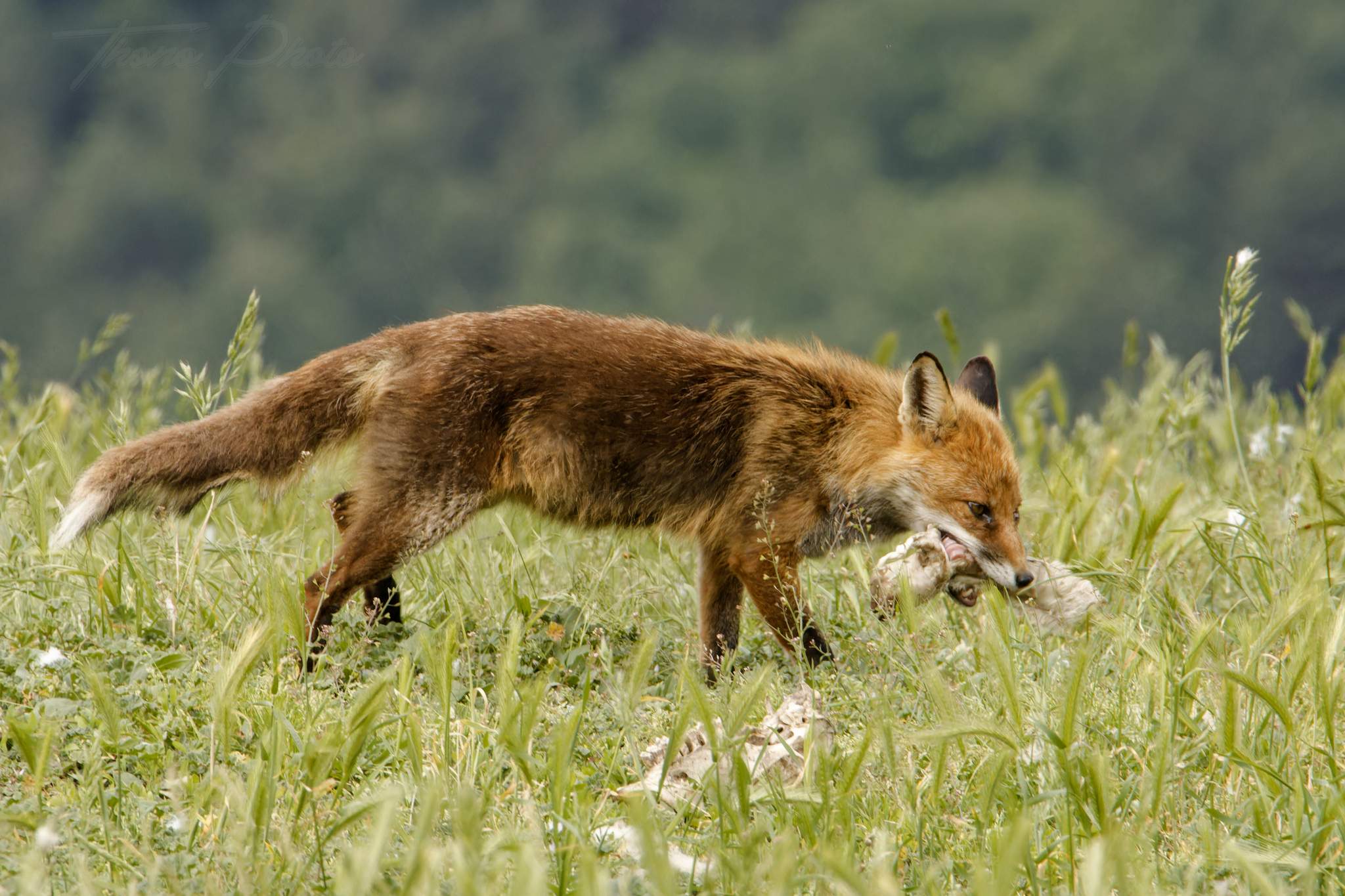 Renard 2024 06 10 ordesa 2024 06 00721f