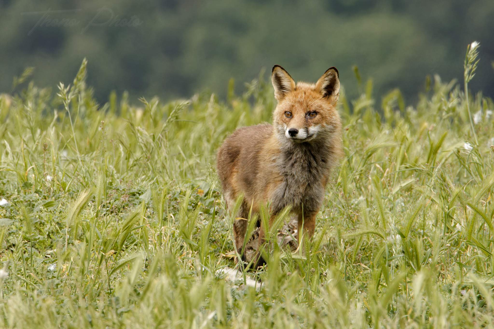 Renard 2024 06 10 ordesa 2024 06 00718f