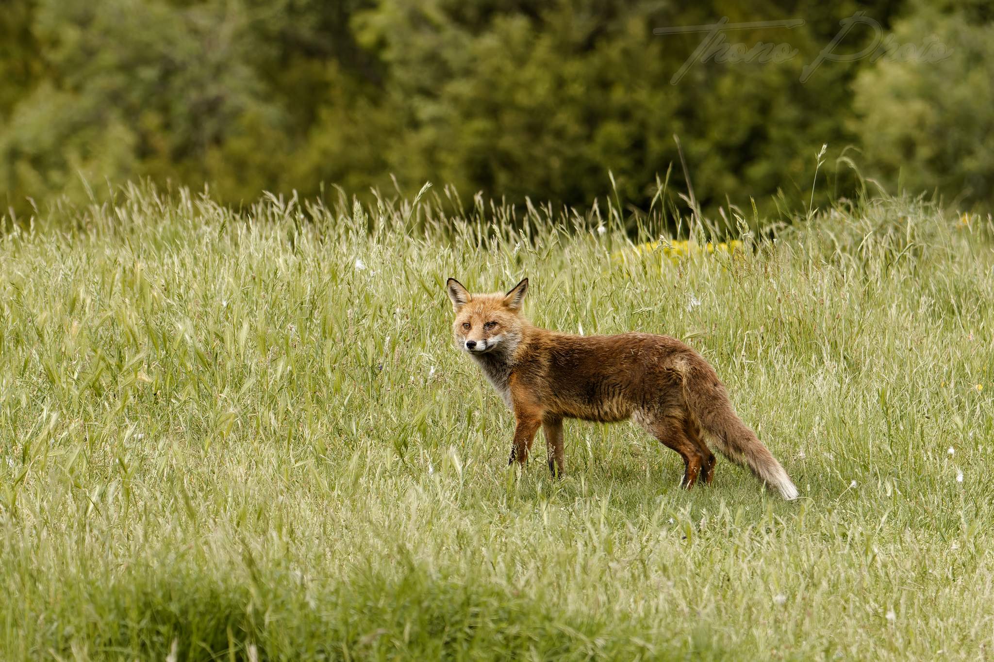 Renard 2024 06 10 ordesa 2024 06 00697f