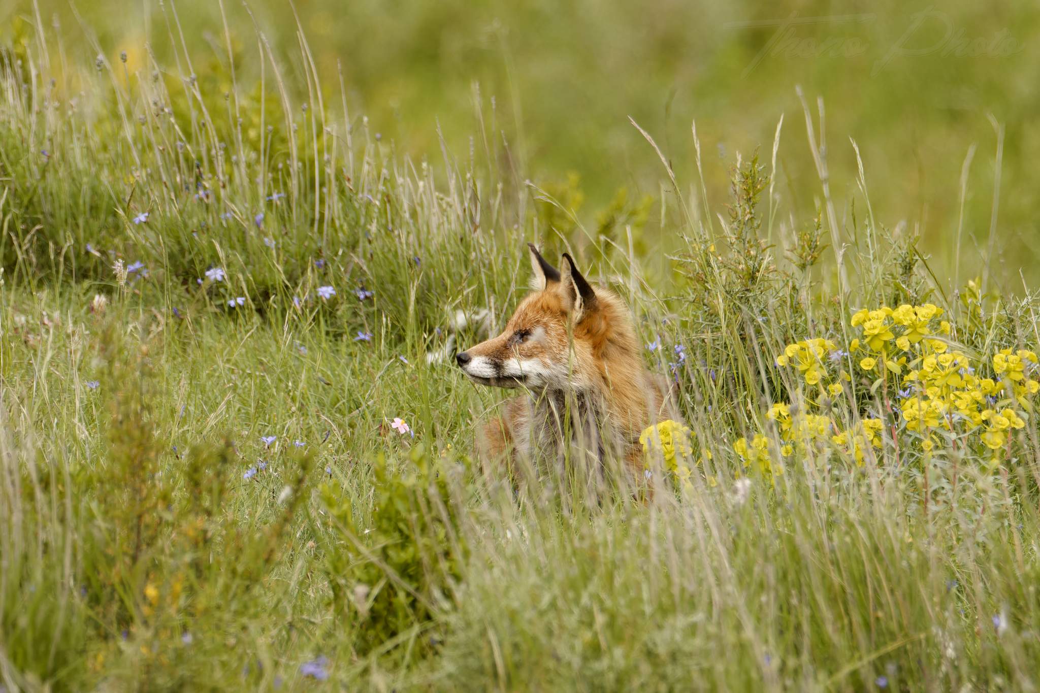 Renard 2024 06 10 ordesa 2024 06 00617f