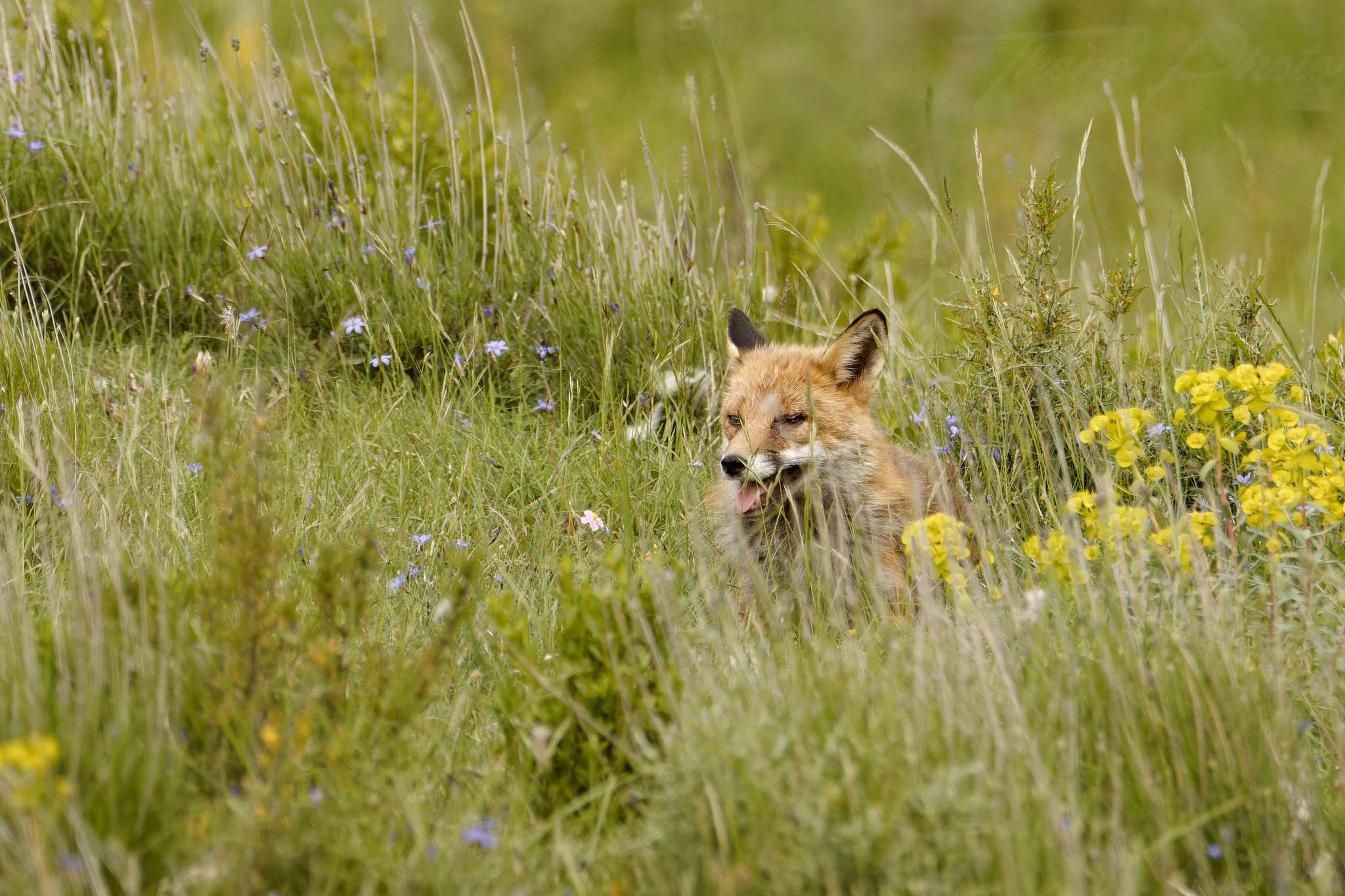 Renard 2024 06 10 ordesa 2024 06 00614f