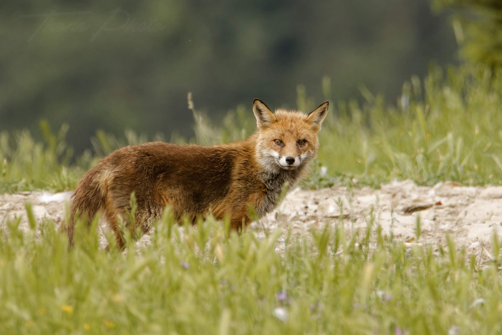 Renard 2024 06 10 ordesa 2024 06 00580f