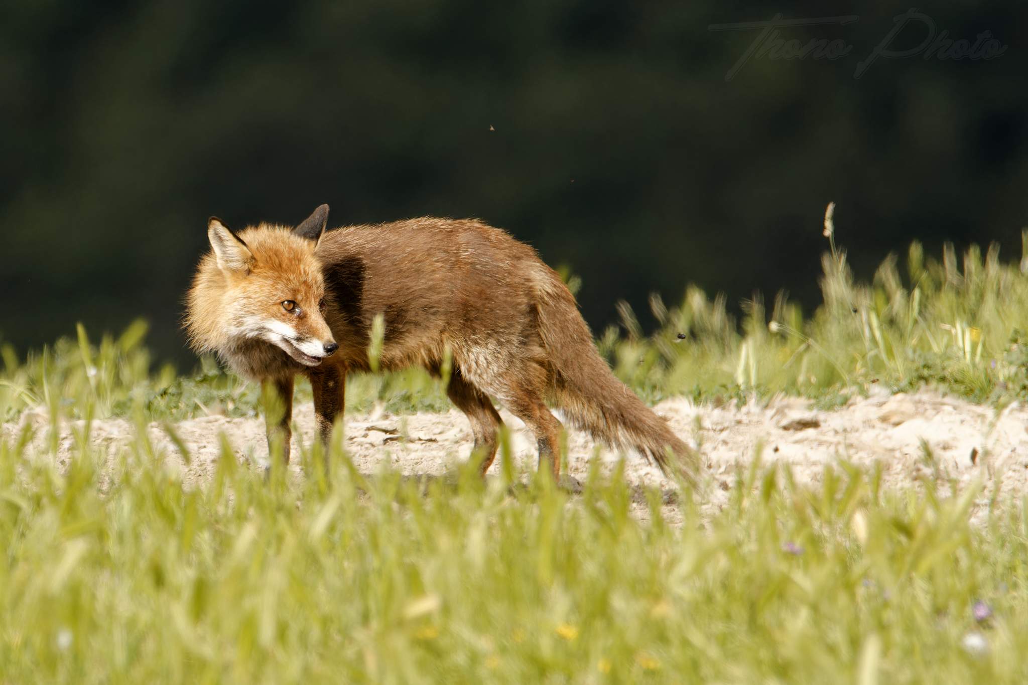 Renard 2024 06 10 ordesa 2024 06 00550f