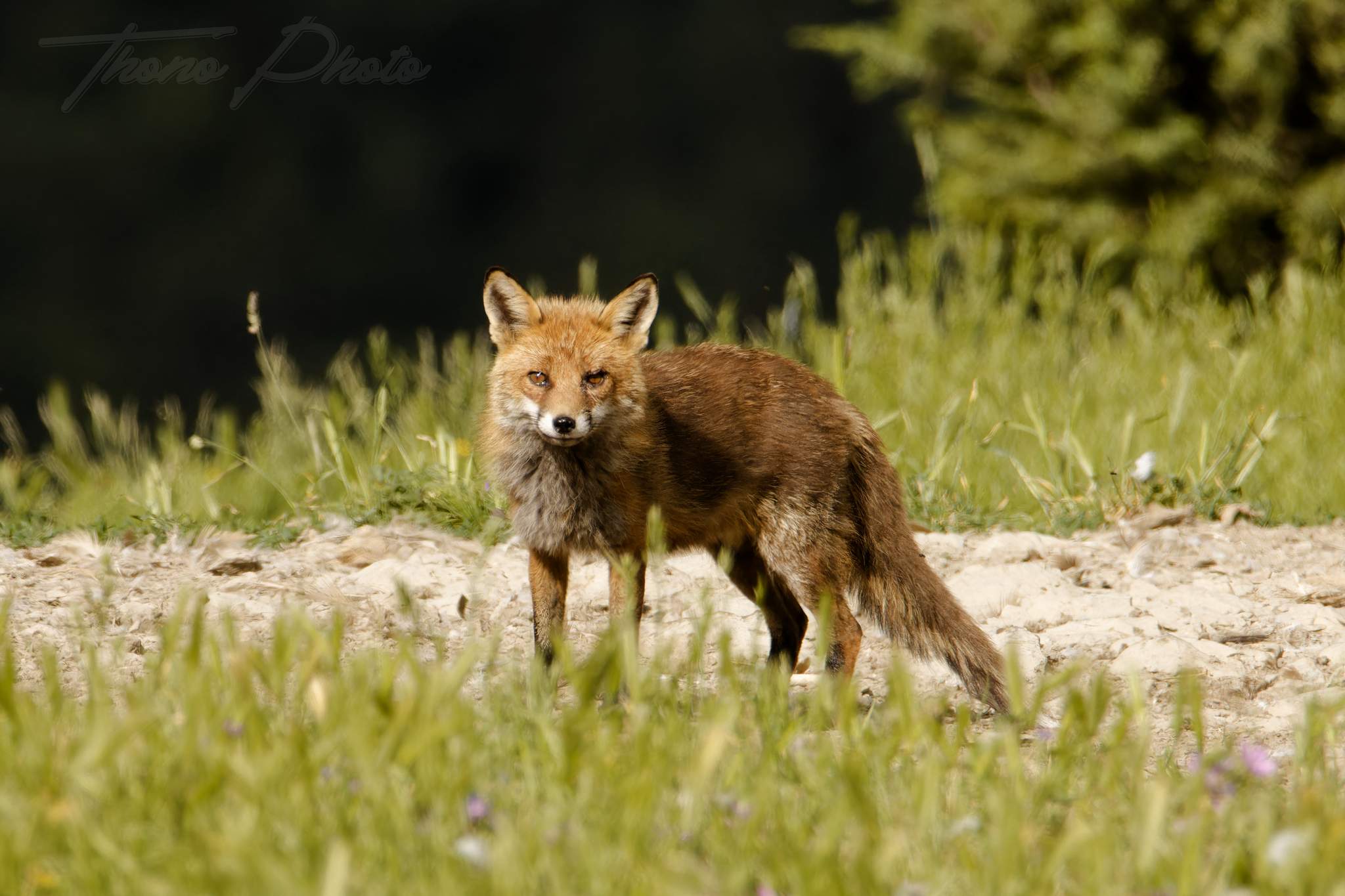 Renard 2024 06 10 ordesa 2024 06 00544f