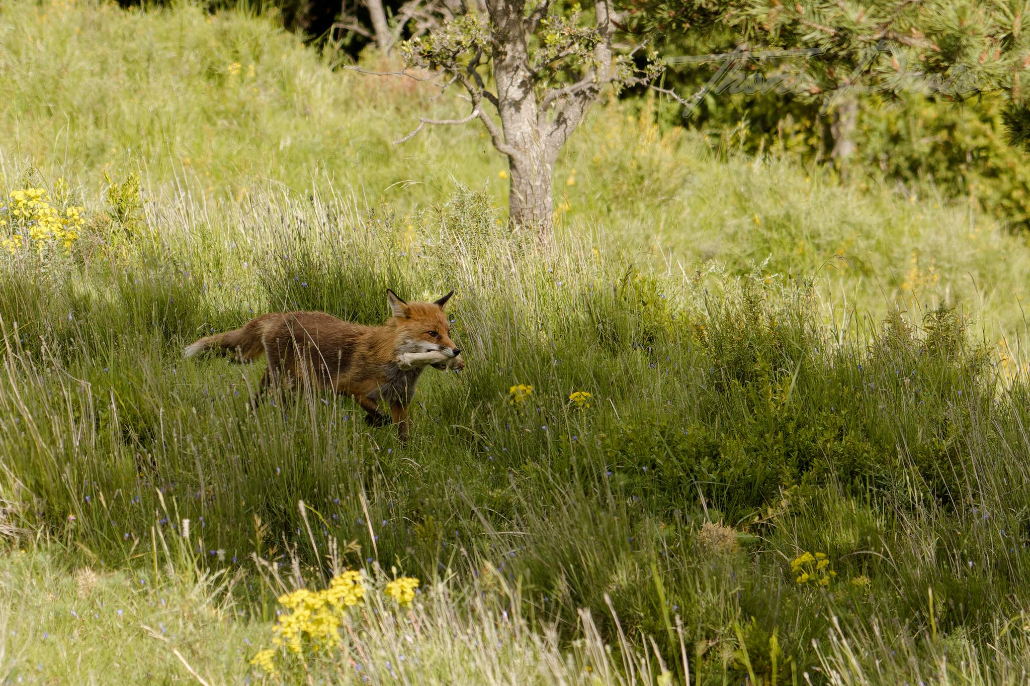 Renard 2024 06 10 ordesa 2024 06 00471f