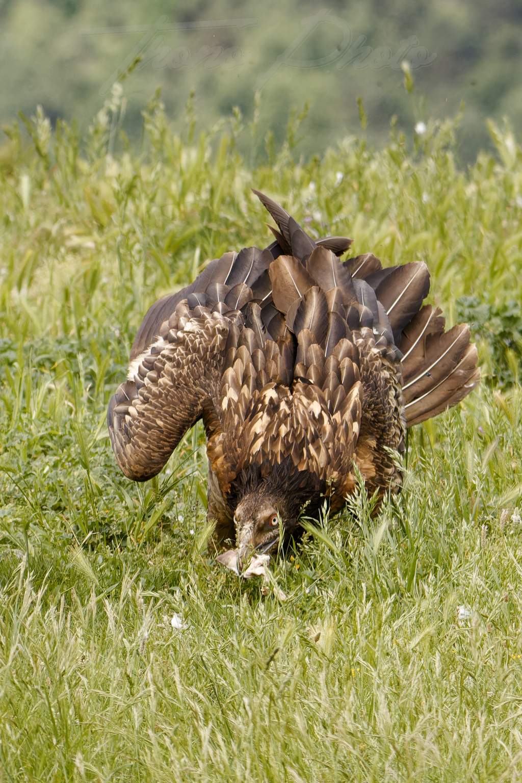 Gypaete barbu 2024 06 10 ordesa 2024 06 00647f