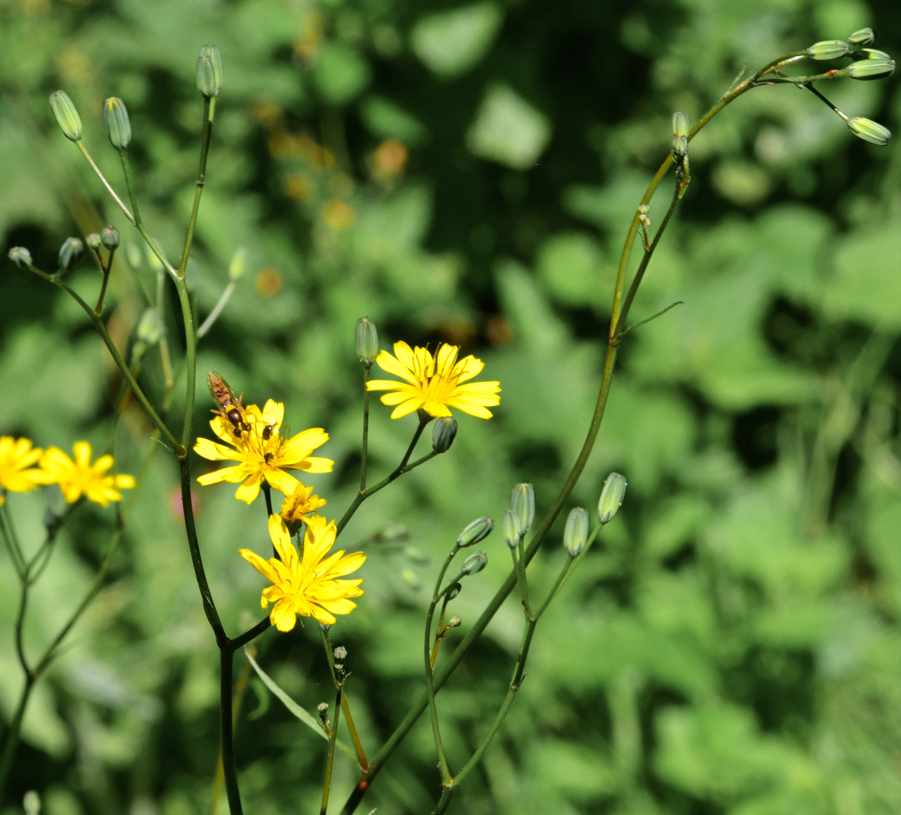 Fleurs-de-lampsane-2-image-web-04