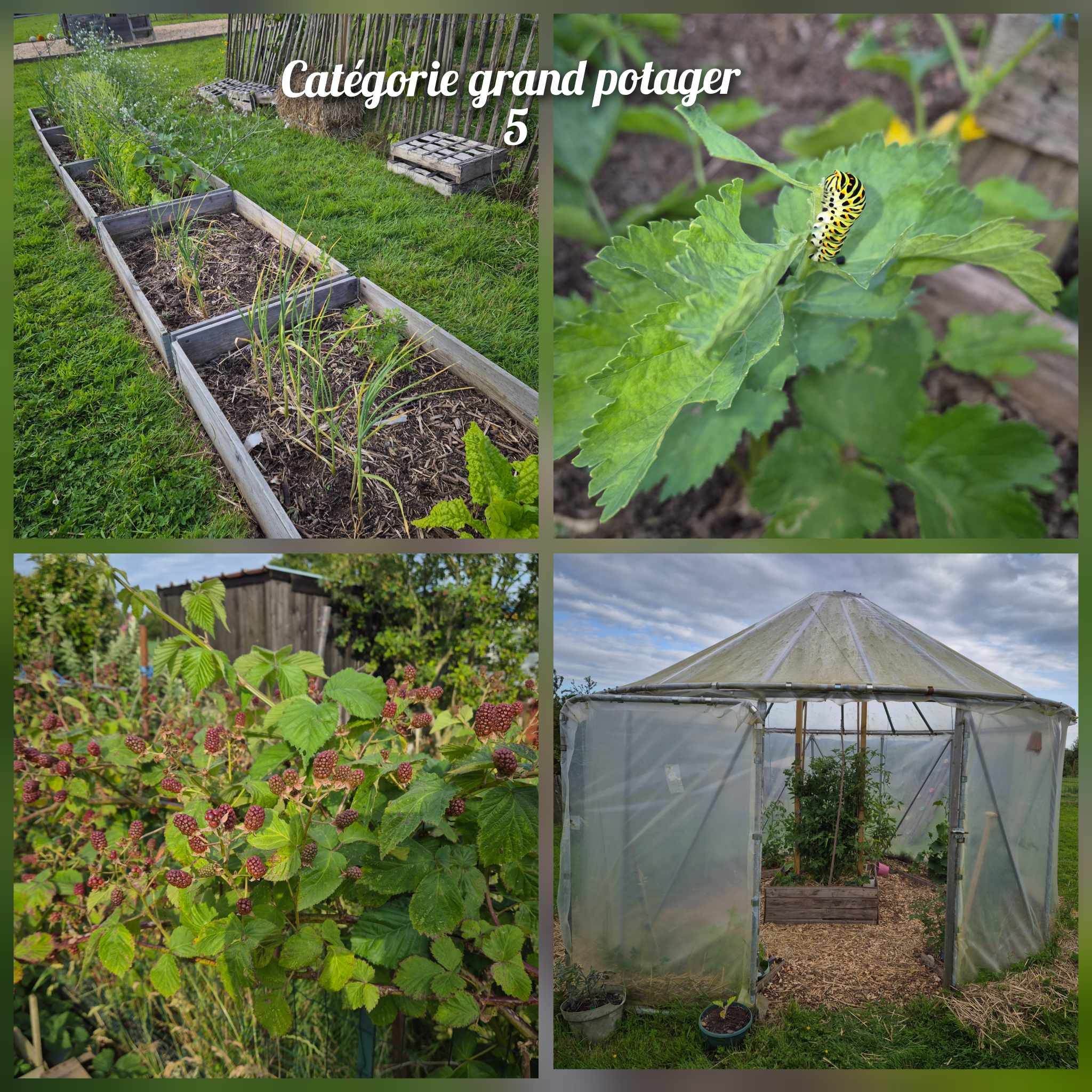 Potager gs 5