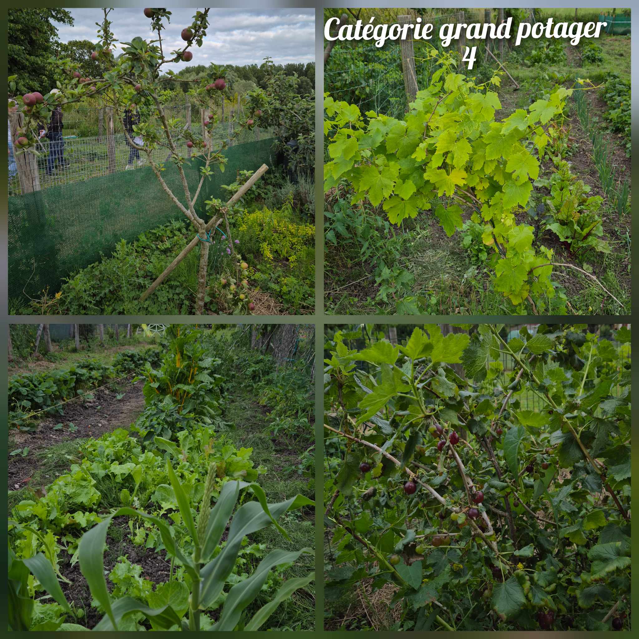 Potager gs 4