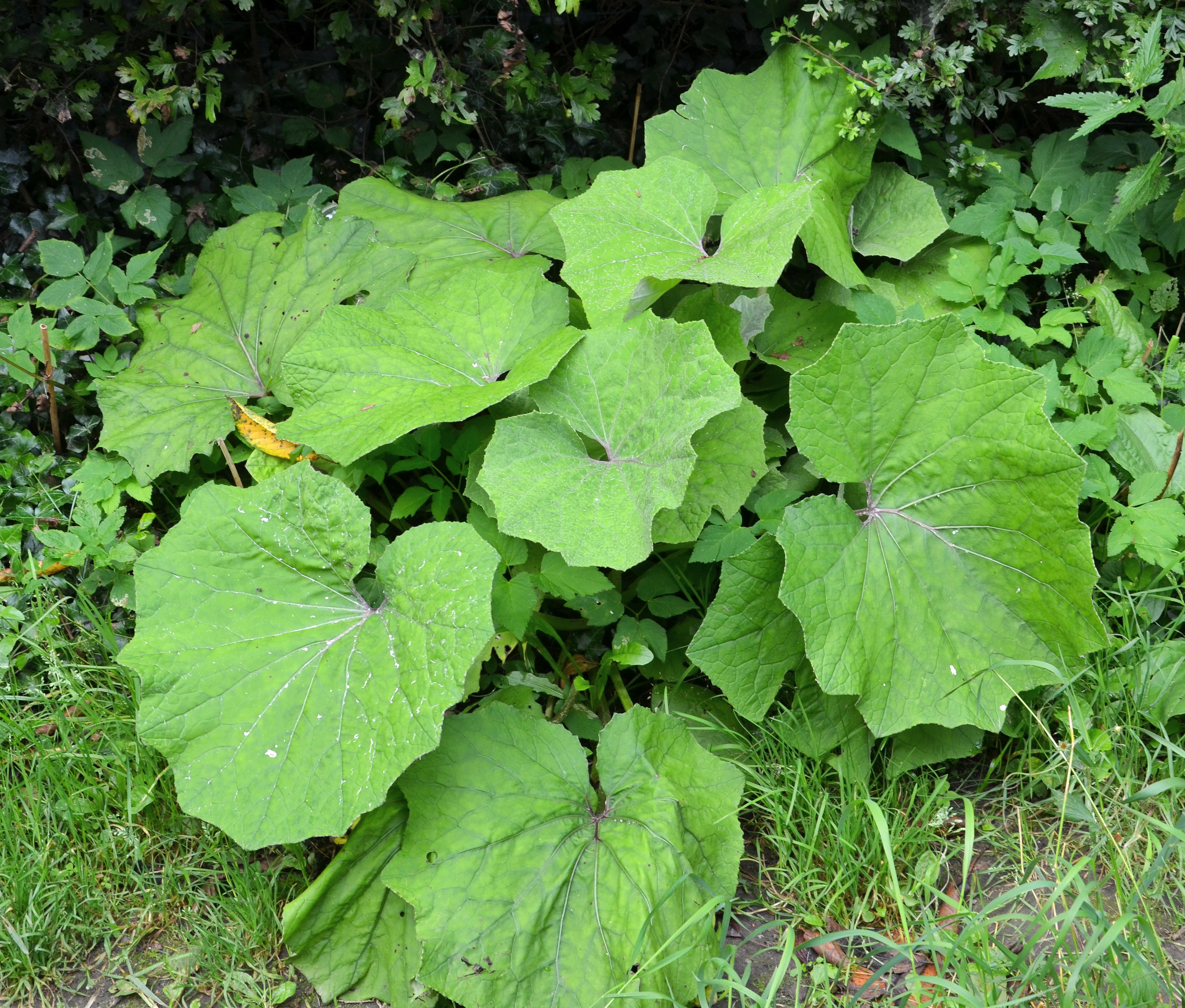 Tussilage-pas-d-ane-feuilles-Web-01