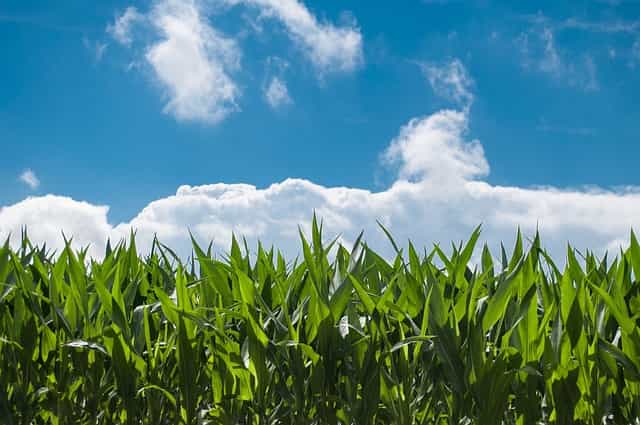 grandes cultures : utilisation des extraits fermentés de plantes