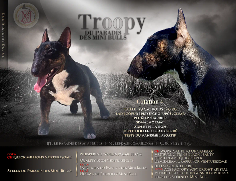 Troopy-presentation-and-pedigree-II