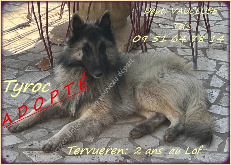 Photo-post-Tyroc-Adopte-