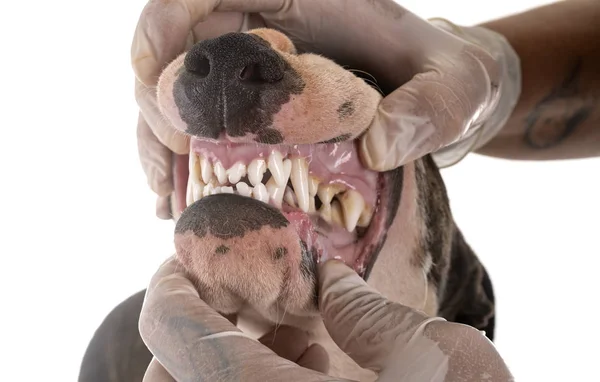 Depositphotos 301030130-stock-photo-miniature-bull-terrier-and-teeth