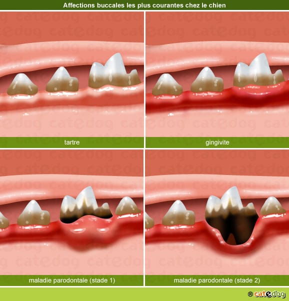 Tartre-gingivite-maladie-parodontale-dent-chien