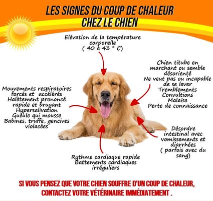 Coup-de-chaud-chien-coup-de-chaleur-chien-exercices-1