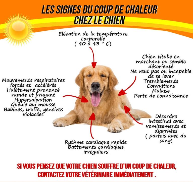 Coup-de-chaud-chien-coup-de-chaleur-chien-exercices-1