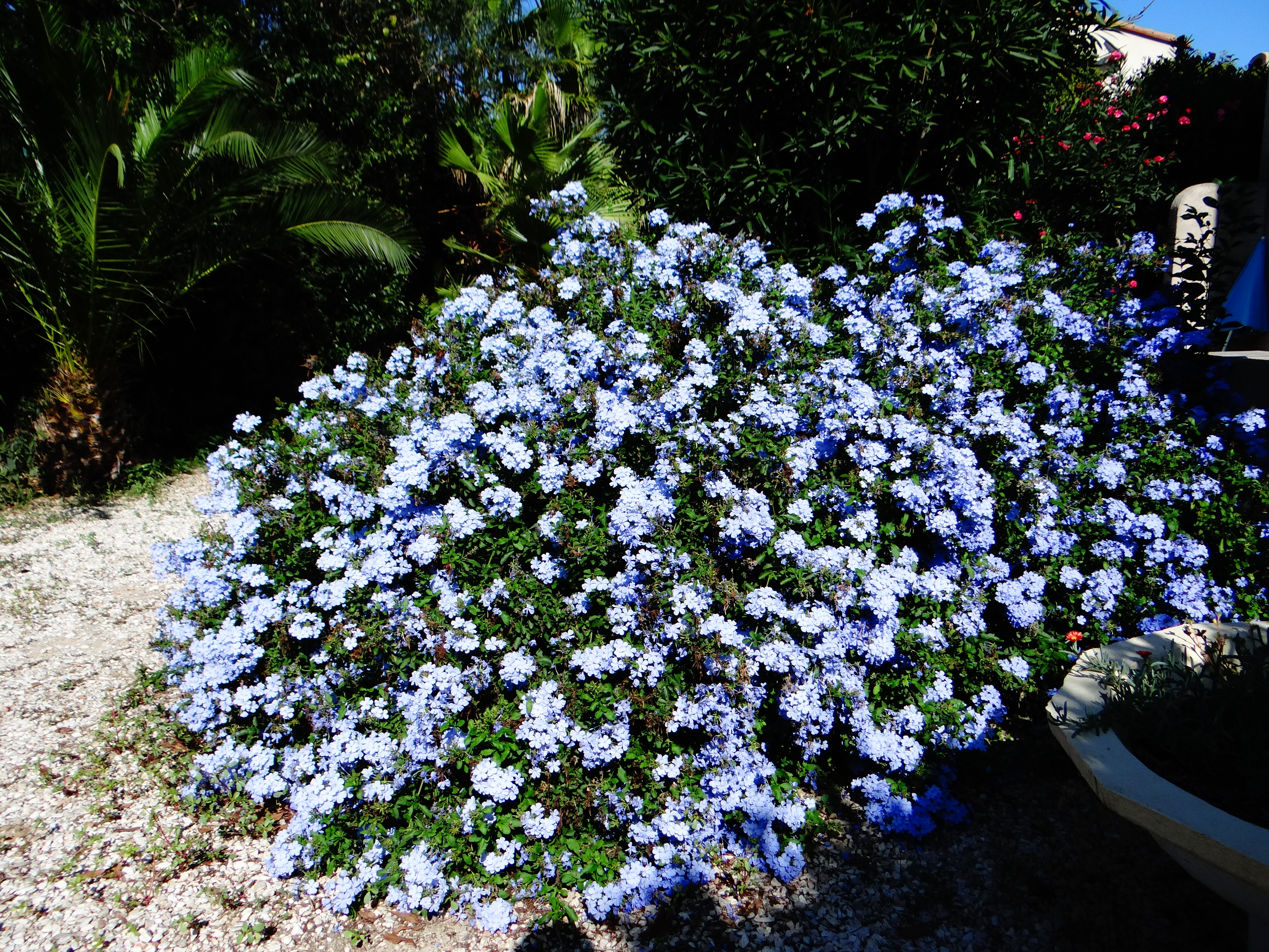 Dsc00243