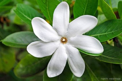 Fleur tiare tahiti heritage
