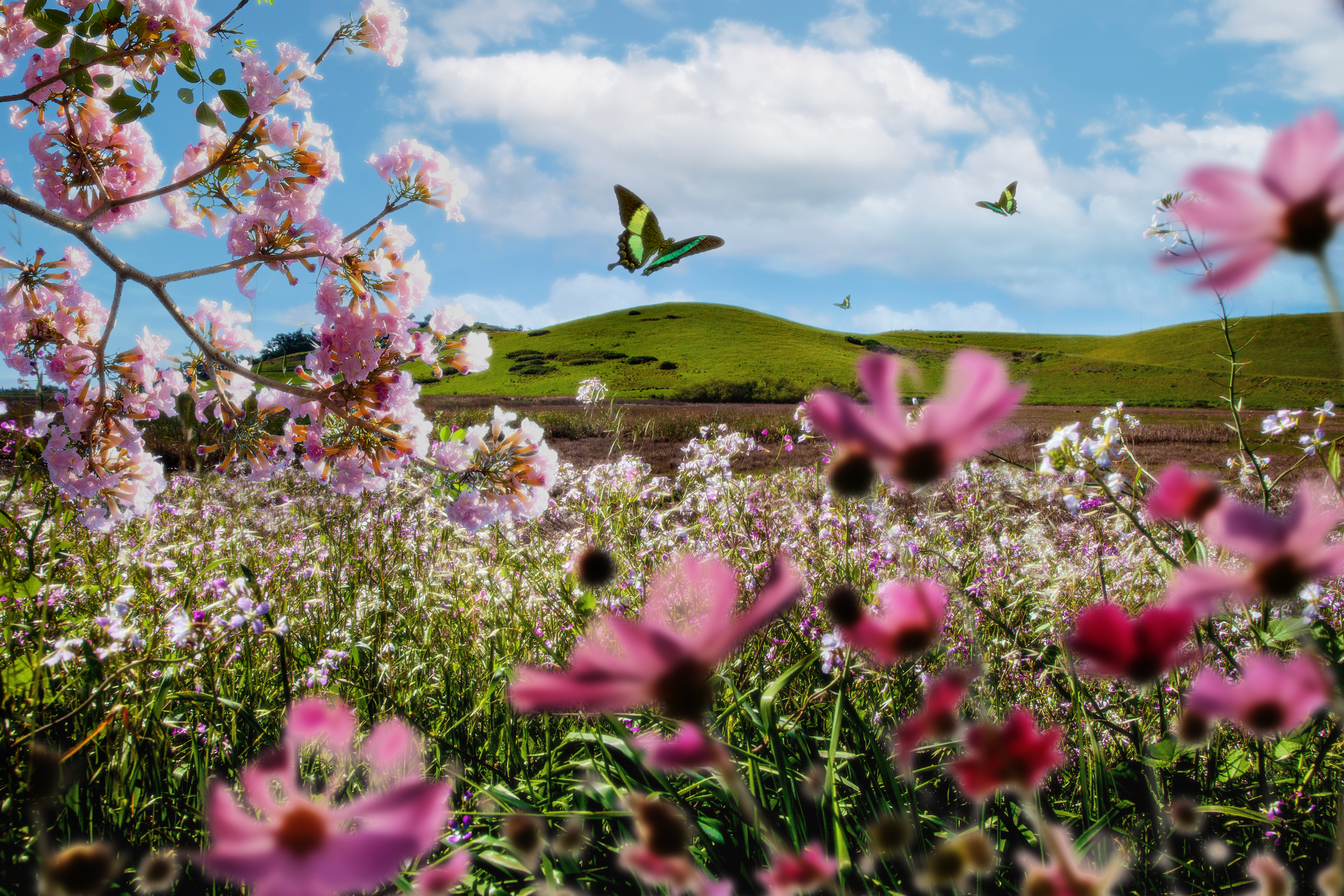 Spring-landscape-with-flowers-butterflies