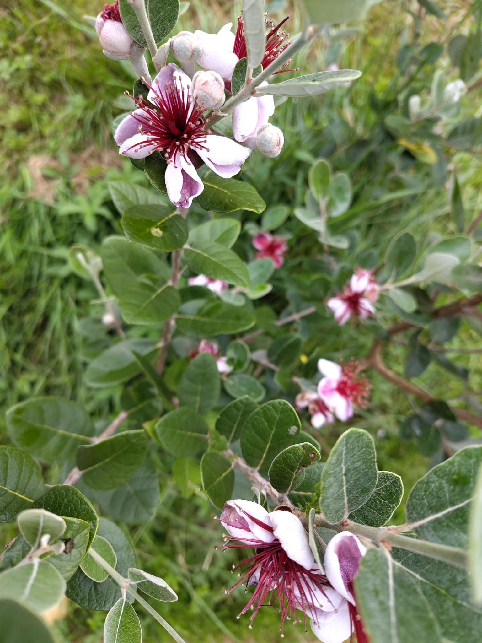 Feijoa-en-fleurs