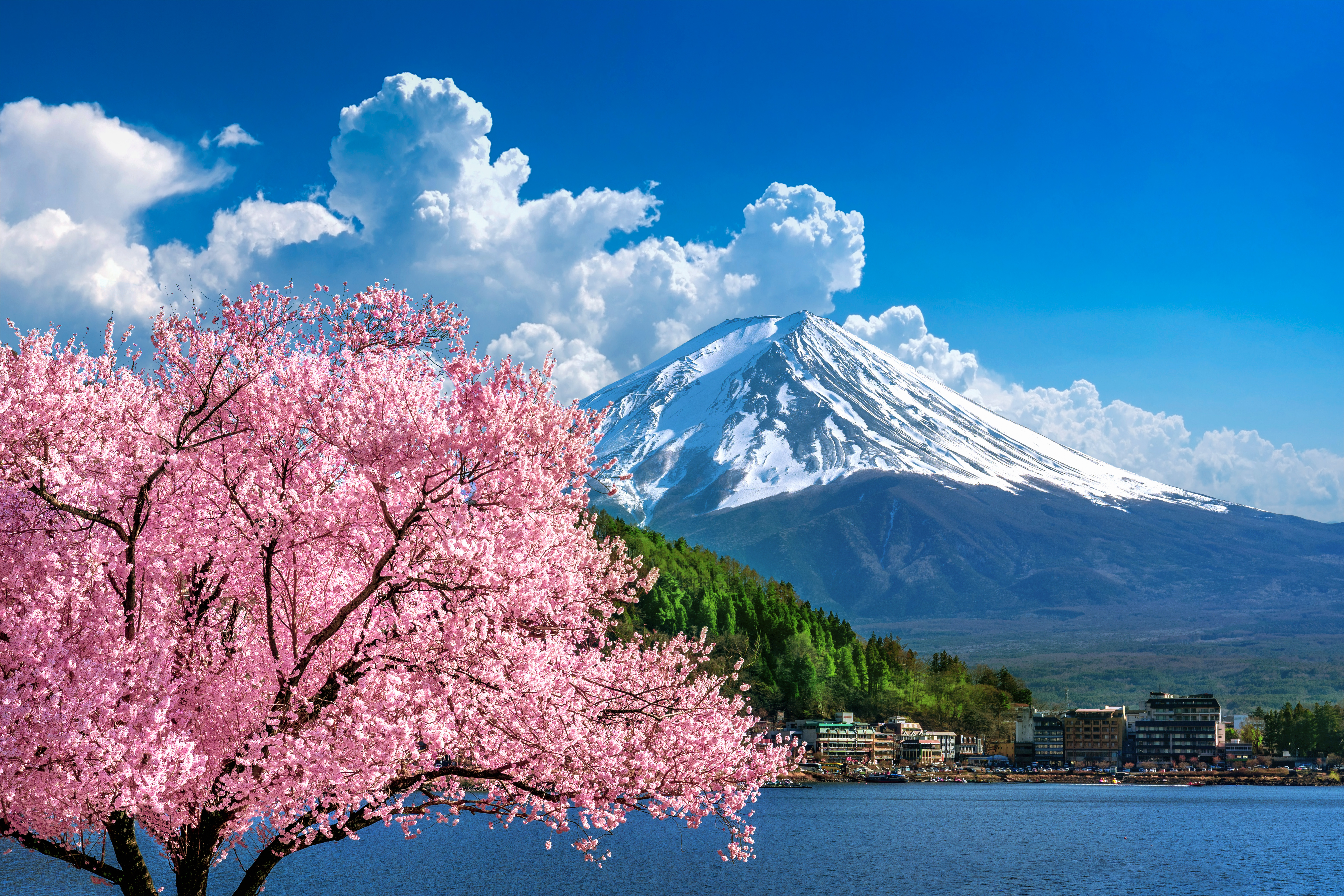 Fuji-mountain-cherry-blossoms-spring-japan