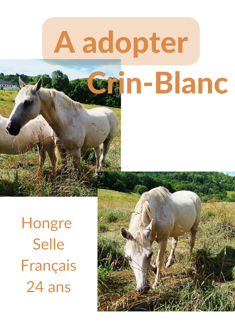 Crin-Blanc