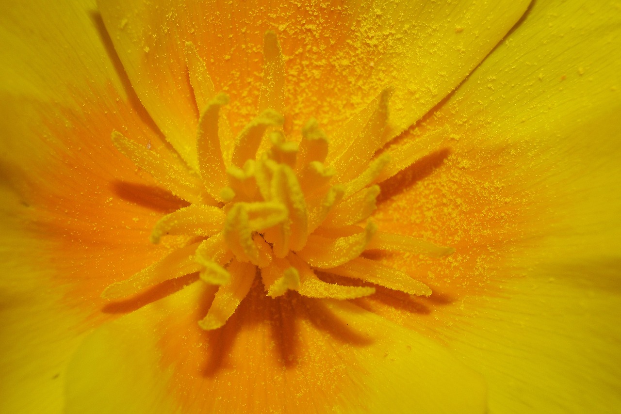 Cette image montre en gros plan le coeur d'une fleur jaune, rendant visible le pollen sur les pétales. Cette fleur représente la lumière et le rayonnement du soleil réconfortant, stimulant.