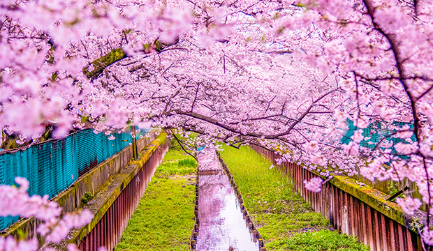 Hanami-japon