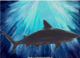 3 requins