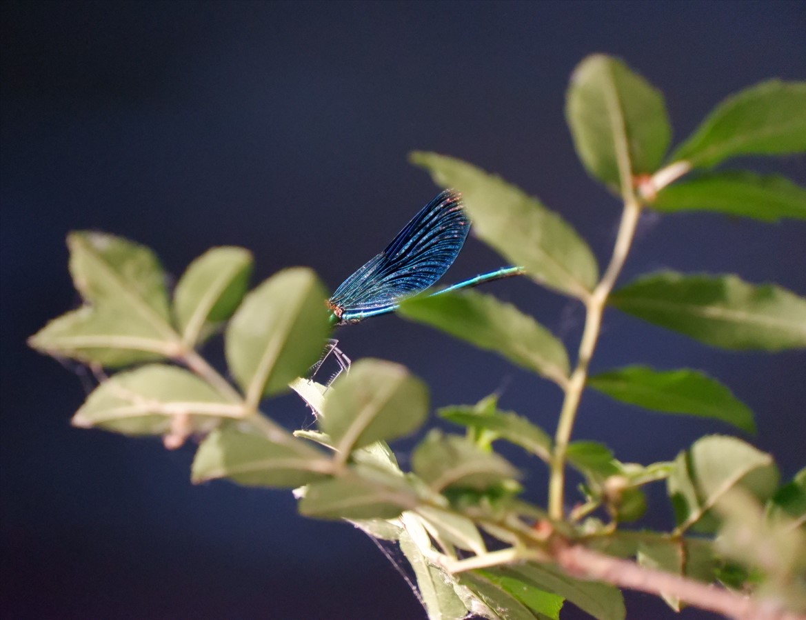 Capture d ecran 2024 07 27 091609