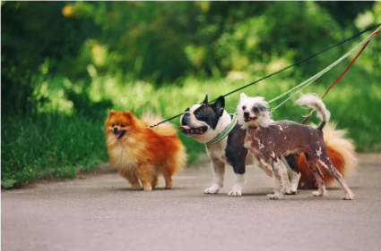 Promenades canines à Saint-Denis sur la Réunion