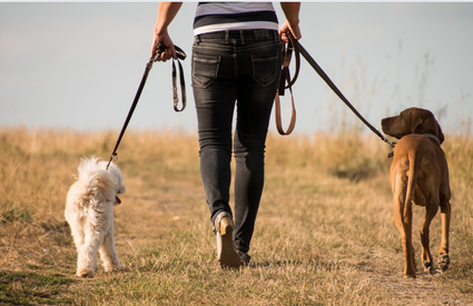 Promenades canines à Saint-Pierre sur l'ile de la Réunion