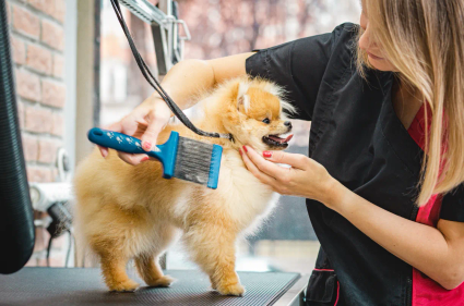 Toilettage pour chien à domicile sur saint-paul de l'ile de la Réunion