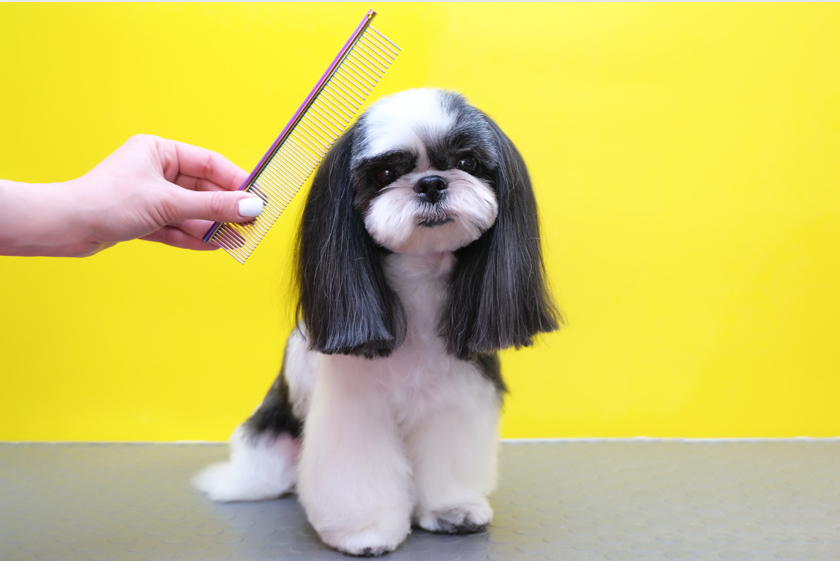 Toilettage pour chien à domicile sur Saint-Pierre de l'ile de la Réunion