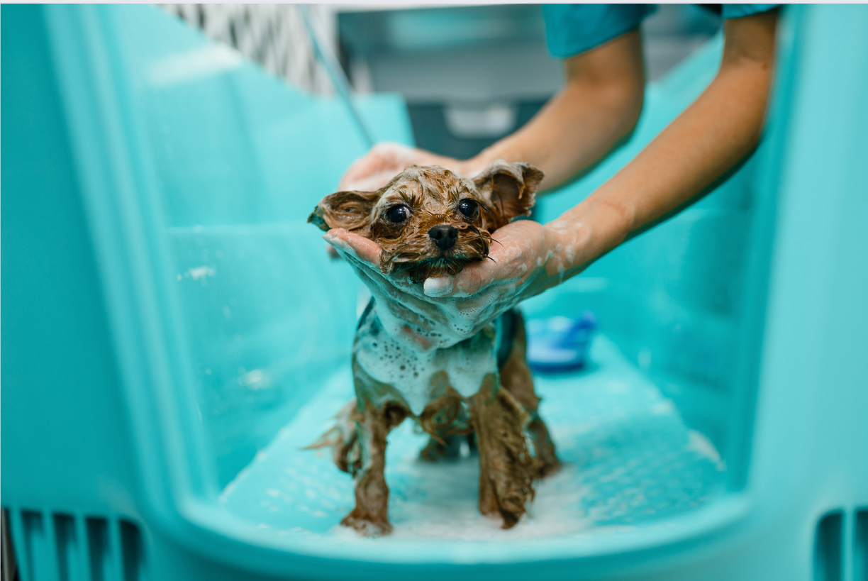 Toilettage pour chien à domicile sur Saint-Leu de l'ile de la Réunion