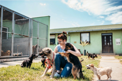 Pension pour chien à Saint-denis de l'ile de la Réunion