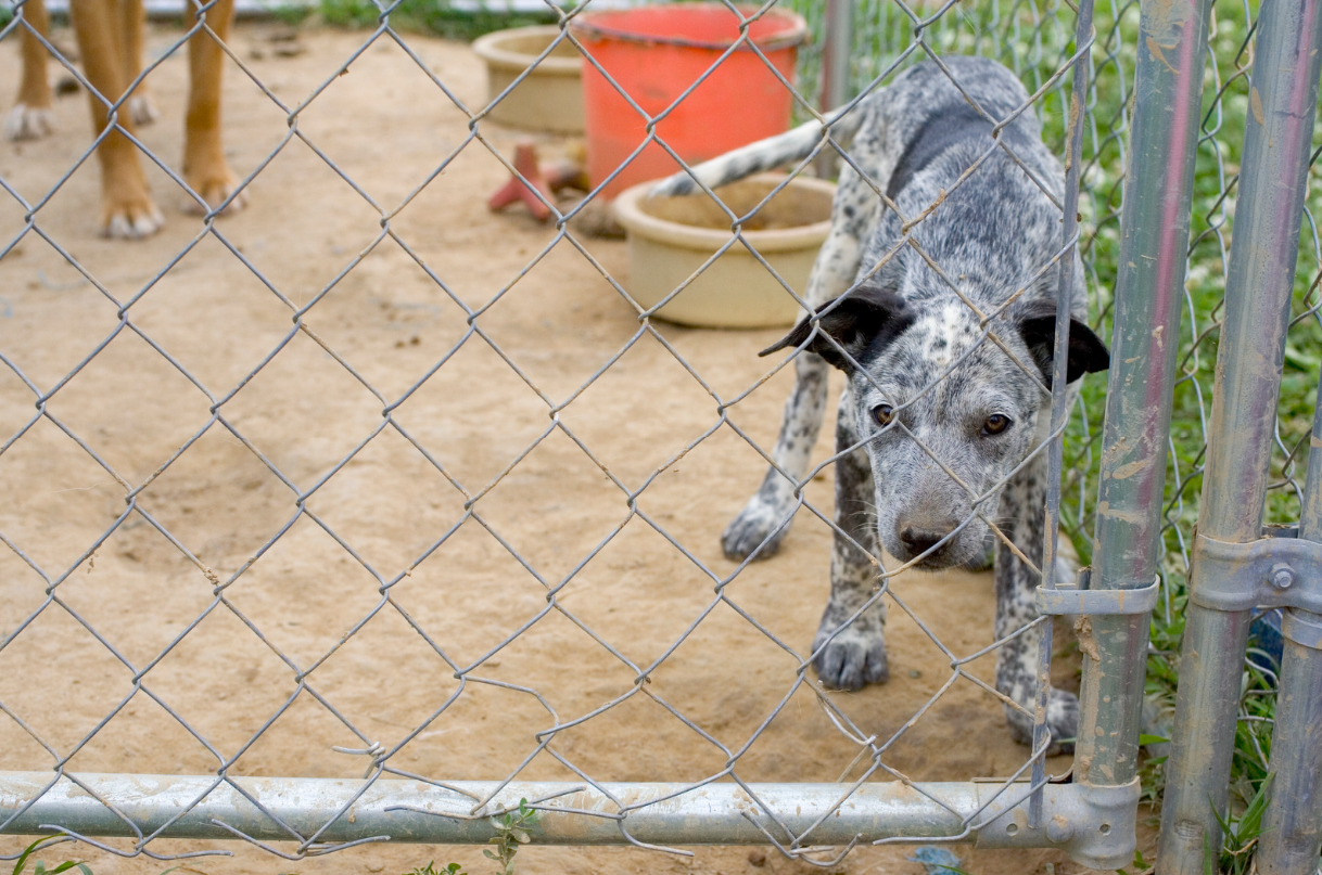 Pension pour chien à Saint-Paul de l'ile de la Réunion