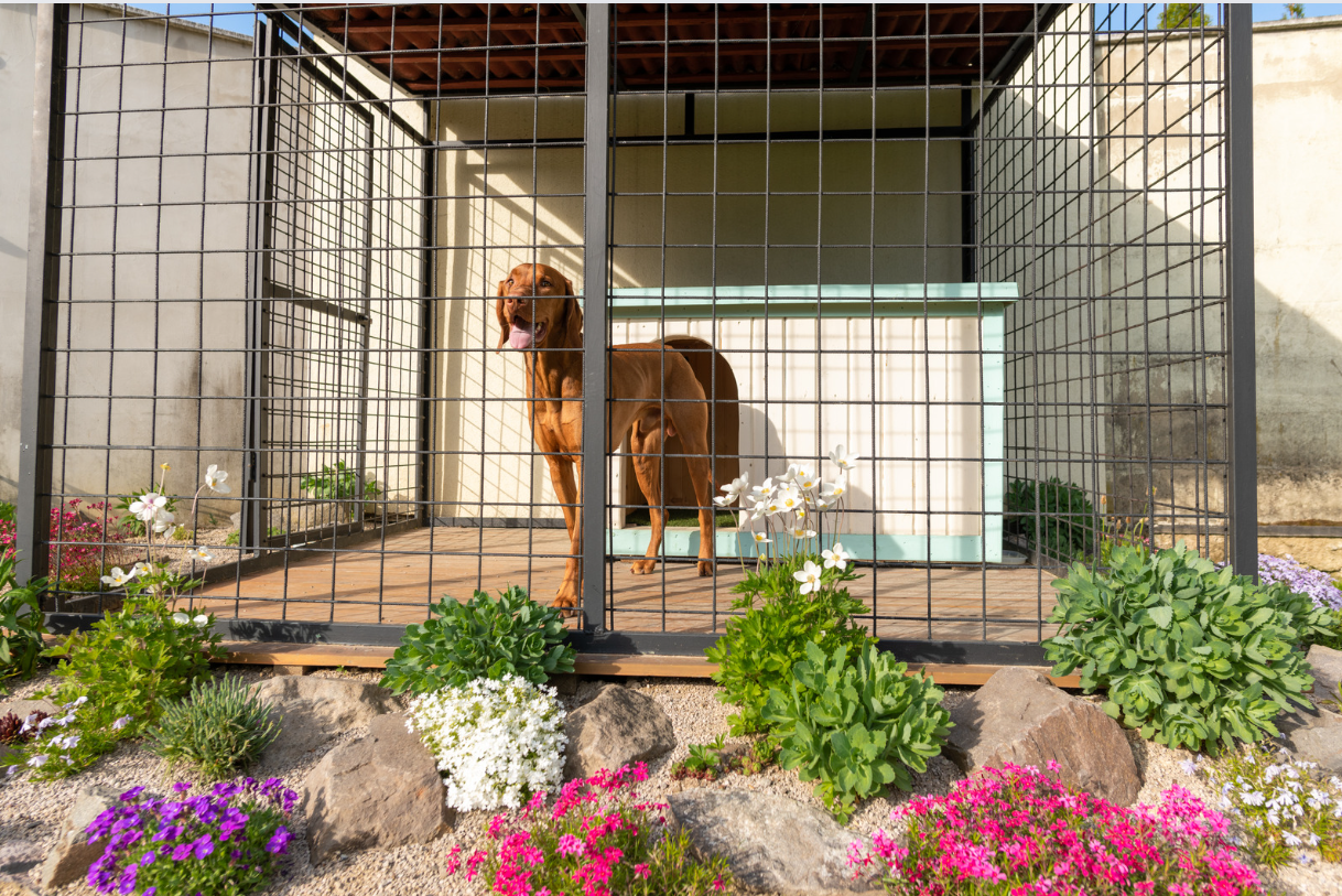 Pension pour chien sur Saint-Pierre de l'ile de la Réunion