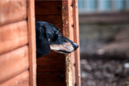 Pension pour chien à Saint-André de l'ile de la Réunion