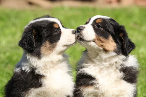 Depositphotos 23960823-stock-photo-two-adorable-australian-shepherd-puppies