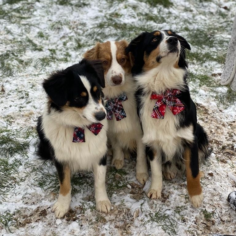 329687402 8986756188031103 5368250060252392418 n