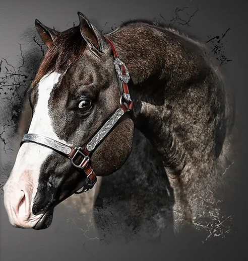 A Splash Of Silver AQHA NFQHA Smoky grullo splash SW1 / Baldrock Ranch