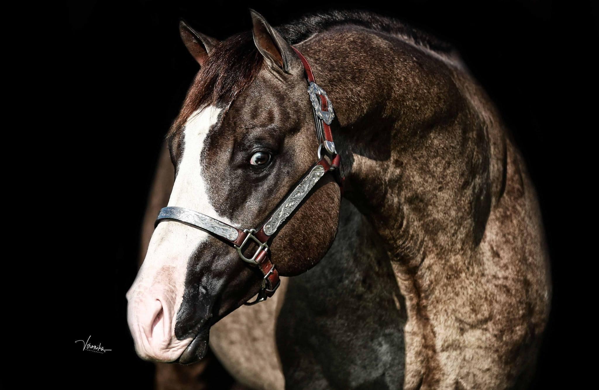 457634795 3868184673426156 5370328431319839714 n