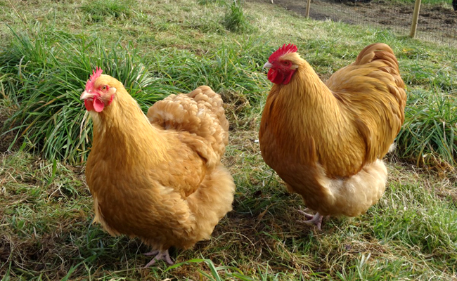 Orpington fauve couple